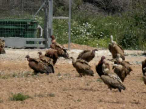 contenedores para recogida de cadáveres de animales