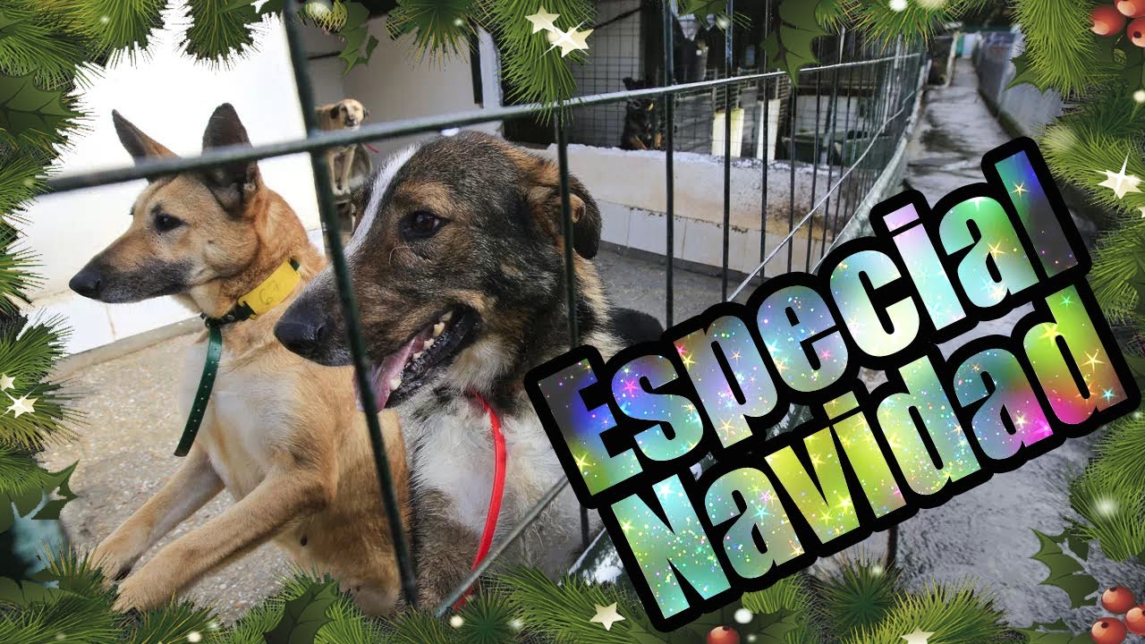 oficina de protección de los animales de barcelona