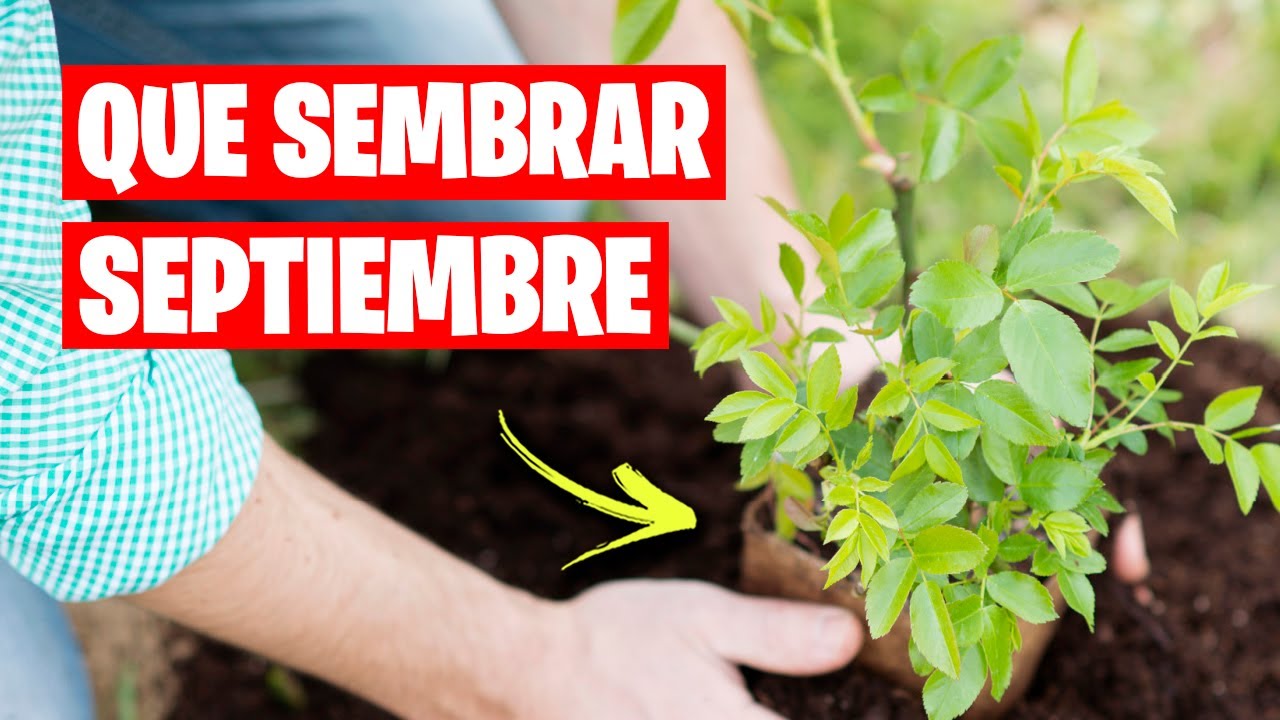 que plantar en septiembre en galicia